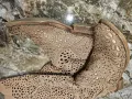 Есенни валурени ботуши ., снимка 10