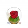 Истинска Вечна Роза в Малка Стъкленица със Скандинавски Мъх ТОП ЦЕНА!, снимка 1 - Декорация за дома - 34369106