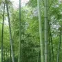 100 броя редки бамбукови семена зелен бамбук Moso-Bamboo мосо бамбо растение за декорация и украса , снимка 15