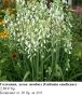 Галтония, летен зюмбюл (Galtonia candicans) – луковици, снимка 1