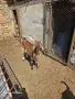 Продавам англонубийски ярета, снимка 3