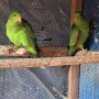 продавам папагали чифт червнокрили папагали, снимка 7