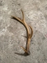 Продавам рог от сръндак, снимка 3