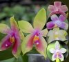 Орхидея фаленопсис hybrid mix бебе 
