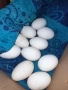 Уплодени гъши яйца , снимка 3