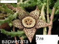 Стапелия (Stapelia) – Пиарантус и Вариагата 🌵⭐, снимка 1