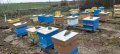 Продавам малки пчелни семейства, снимка 1 - За пчели - 44295307
