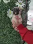 Френски булдог french bulldog , снимка 8