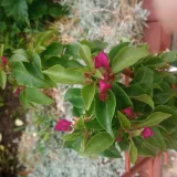 Работа с испански език 