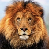 Набирам шофьори 